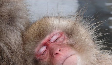 Snow monkey park
